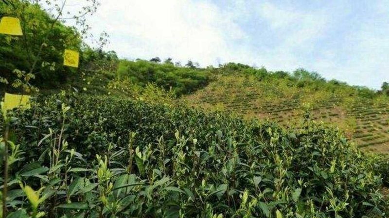 成都休闲农业项目运营：打造绿色生态的盈利之道
