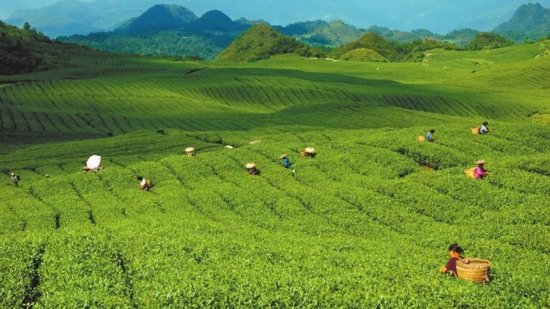 水果种植专用土：价格背后的生态价值