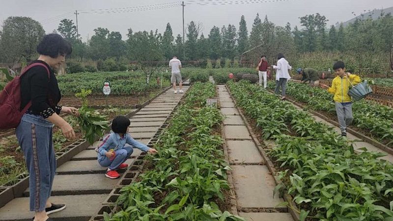 农业研学基地设计参数：打造高效生态教育平台的关键