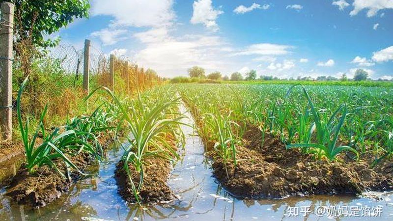 蔬菜水果配送报价单模板：制作指南与关键要素解析