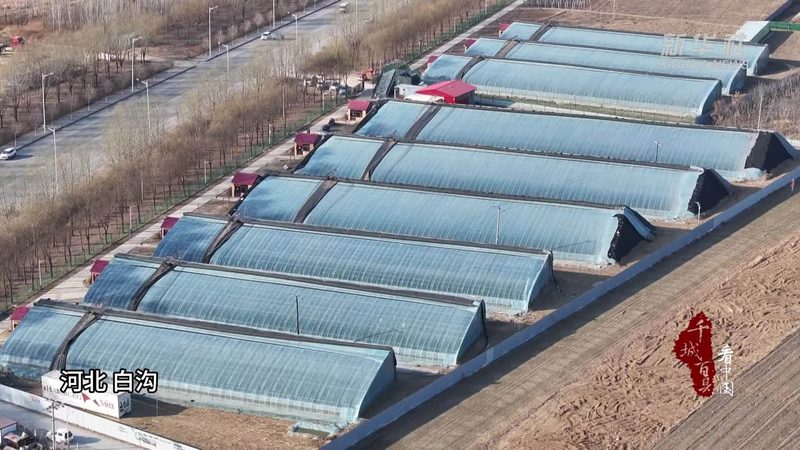 农产品配送系统：构建高效流通的桥梁**