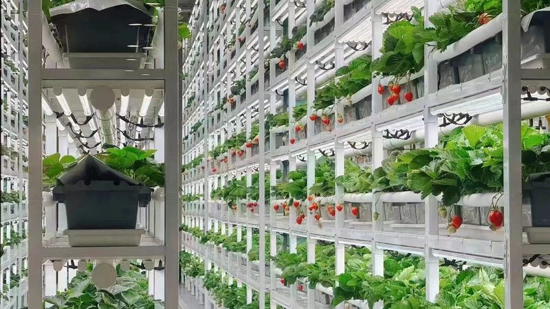 绿色食品续展产品检测标准：守护健康，筑牢食品安全防线
